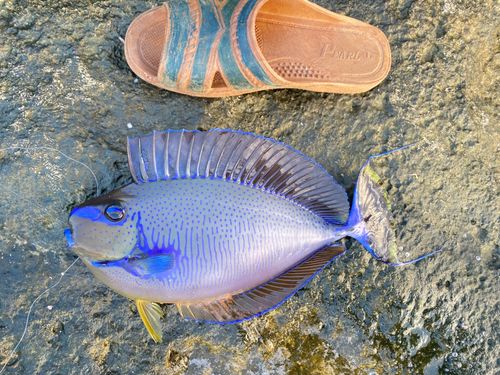 カワハギの釣果