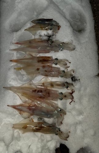 ヤリイカの釣果