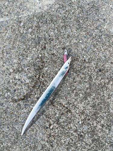 タチウオの釣果