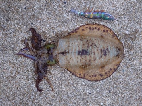 アオリイカの釣果