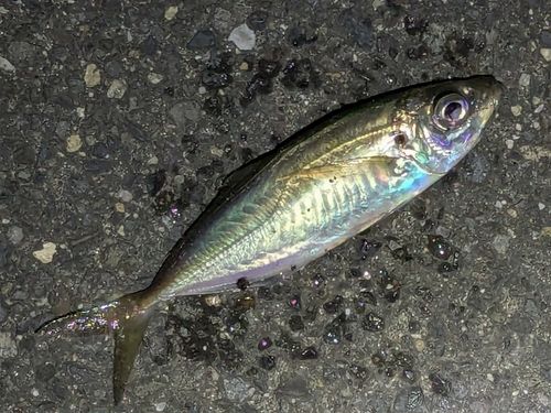 マアジの釣果