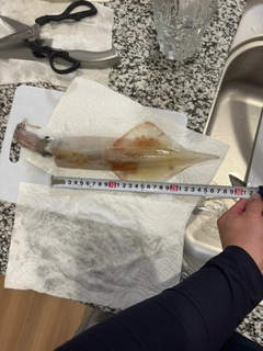 ヤリイカの釣果