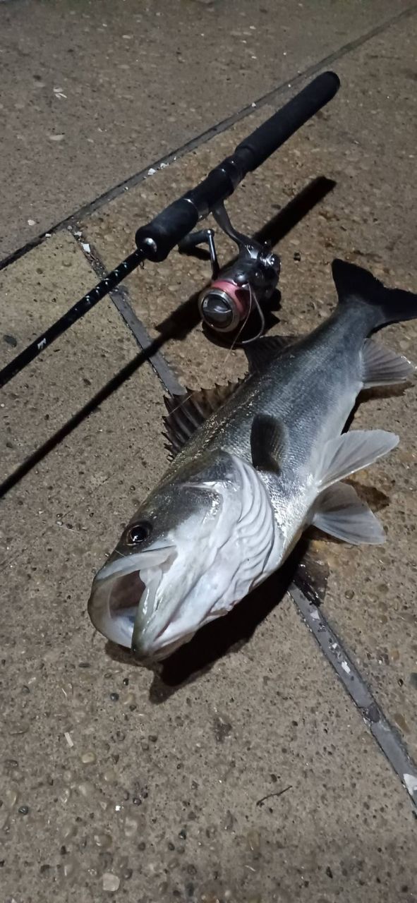 フッコ（マルスズキ）