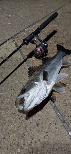 フッコ（マルスズキ）の釣果