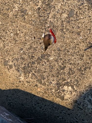 三陸海岸（宮城）