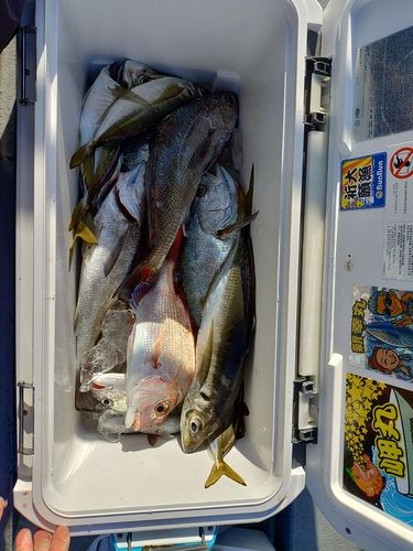 クログチの釣果