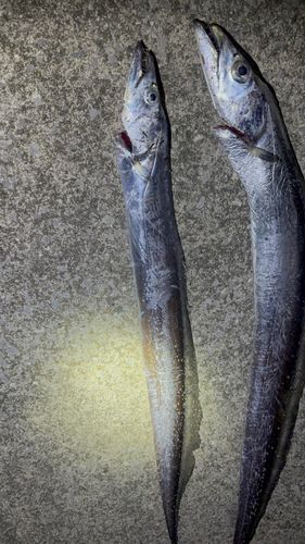 タチウオの釣果