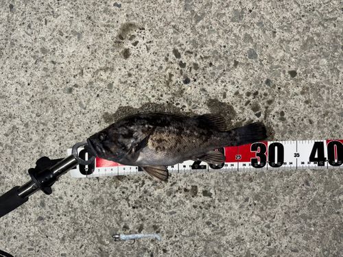 クロソイの釣果