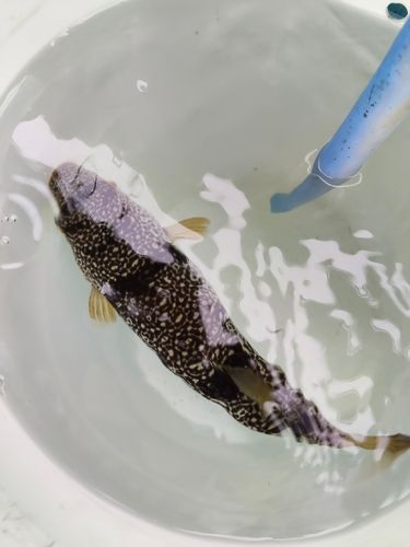 ショウサイフグの釣果