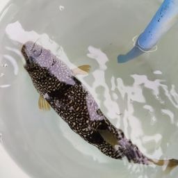 ショウサイフグ