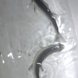 セイゴ（ヒラスズキ）