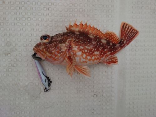 ウッカリカサゴの釣果