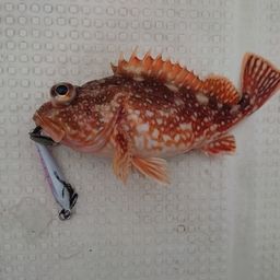 ウッカリカサゴ