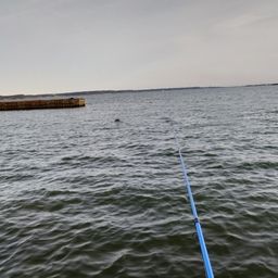 アメリカナマズ