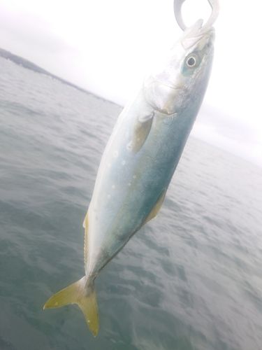 コゾクラの釣果