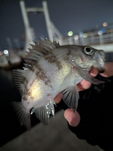 メバルの釣果