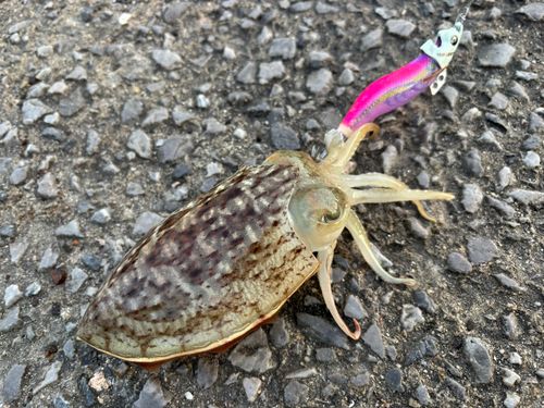 コウイカの釣果