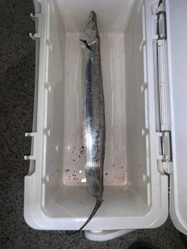 タチウオの釣果