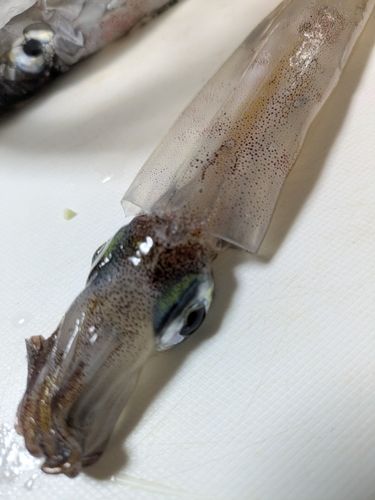 ヤリイカの釣果