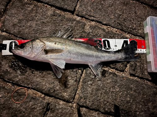 フッコ（マルスズキ）の釣果