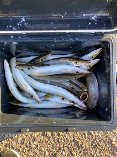 アカカマスの釣果