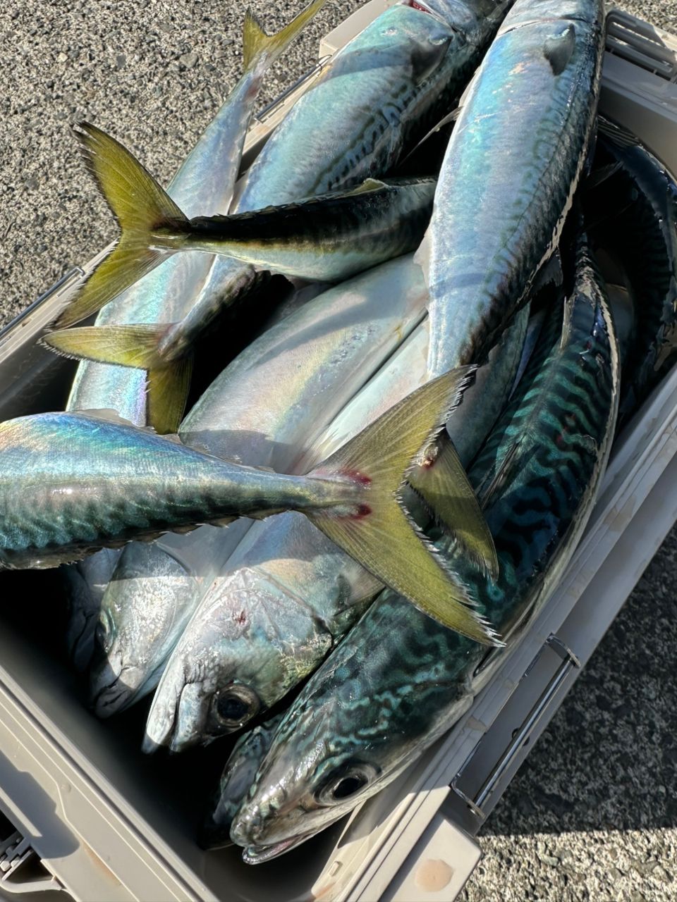 SHIMANO 19オシアジガー ∞ (インフィニティ) B63-4の最安値・インプレ