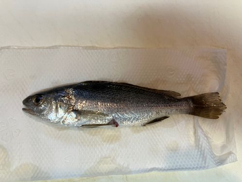 茅ヶ崎ヘッドランド