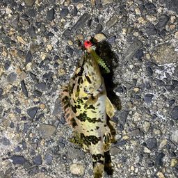 タケノコメバル