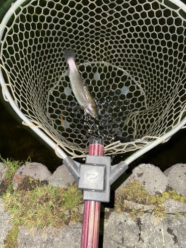 ベリーパーク in FISH ON! 王禅寺