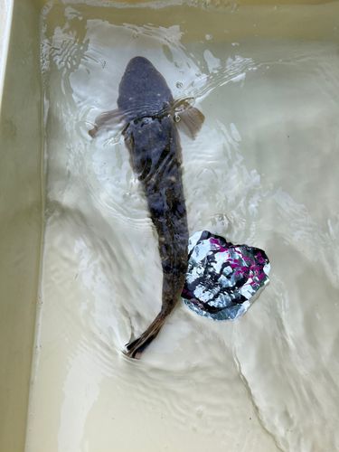 東京湾（アクアライン〜富津）