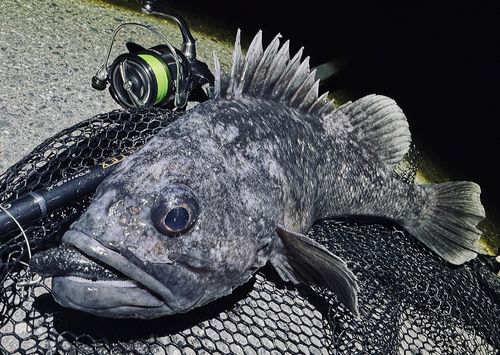 クロソイの釣果