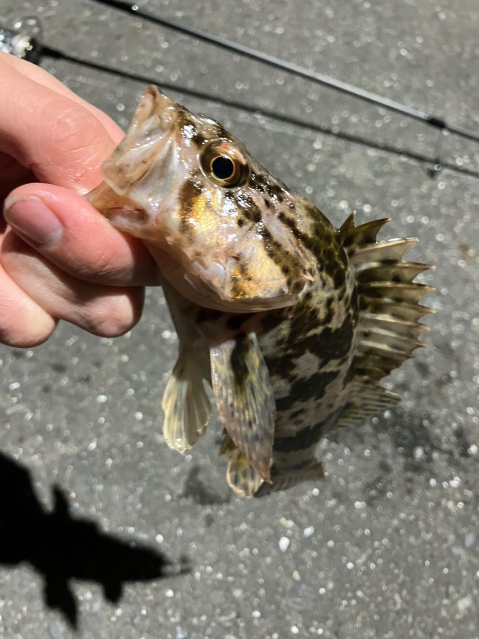 タケノコメバル