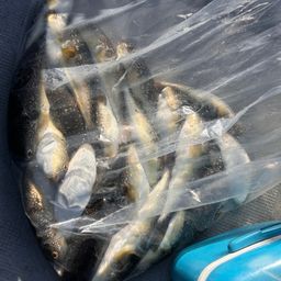 ショウサイフグ