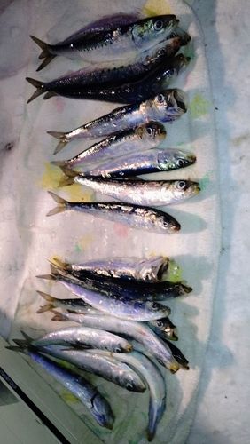 マイワシの釣果