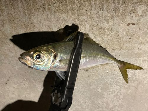 マアジの釣果