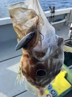 マトウダイの釣果