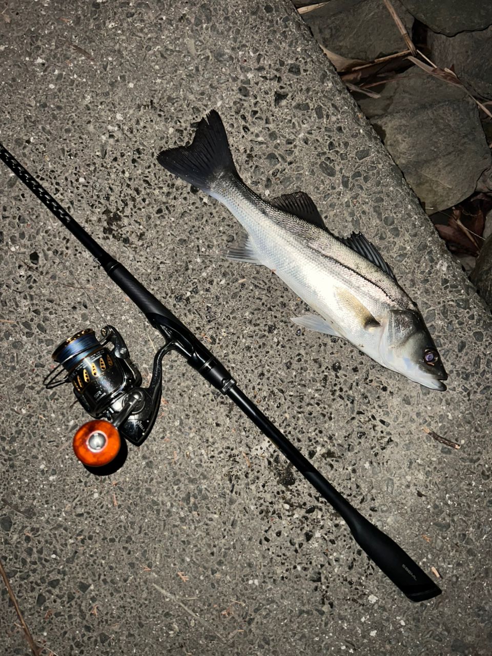 フッコ（マルスズキ）