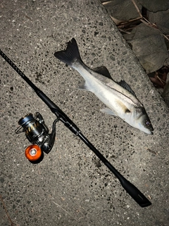 フッコ（マルスズキ）の釣果