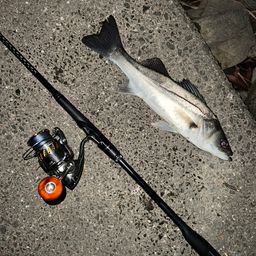 フッコ（マルスズキ）