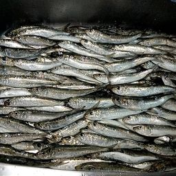 イワシ
