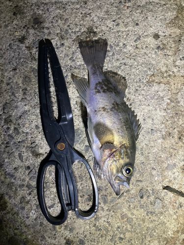 クロメバルの釣果