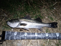 フッコ（マルスズキ）の釣果