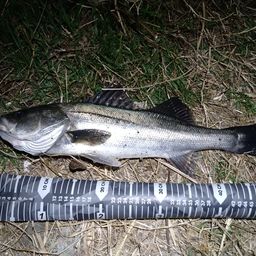 フッコ（マルスズキ）