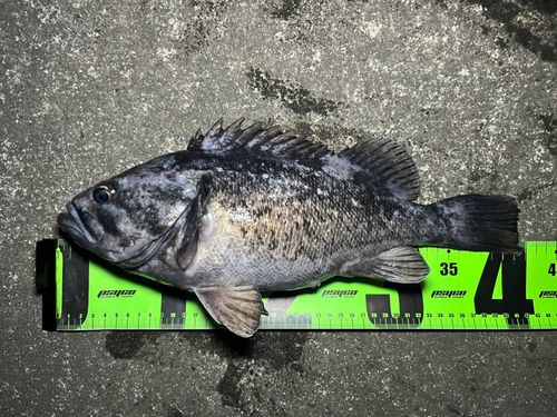 クロソイの釣果