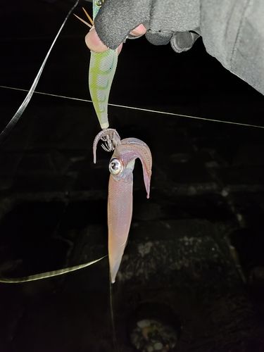 ヤリイカの釣果