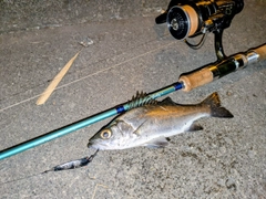 セイゴ（ヒラスズキ）の釣果