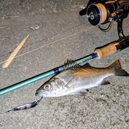 セイゴ（ヒラスズキ）