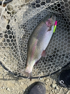 ニジマスの釣果