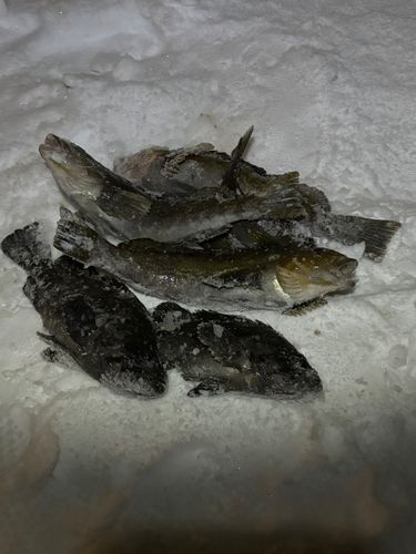 三陸海岸（青森）