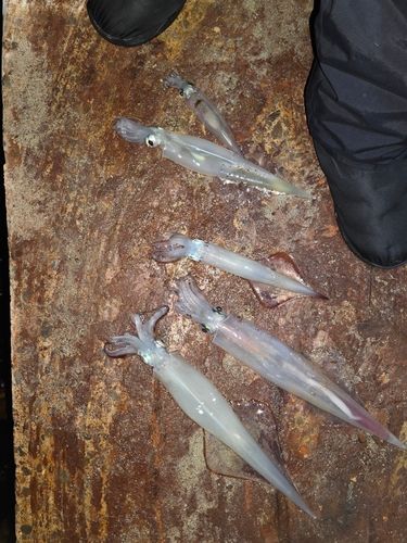 ヤリイカの釣果